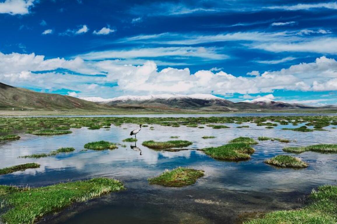 Ecological guardians serve on the roof of the world in NW China