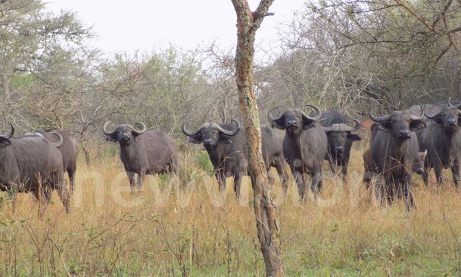 UWA to disburse sh175m/=to communities near Lake Mburo Park UWA to disburse sh175m/=to communities near Lake Mburo Park