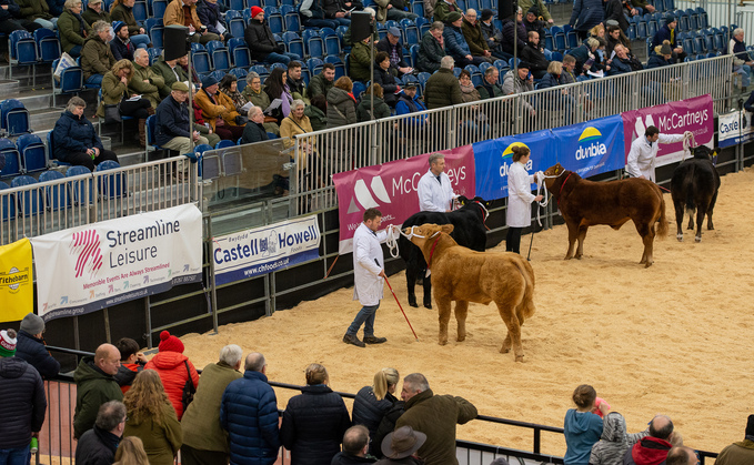 Judging at last year's Royal Welsh Winter Fair