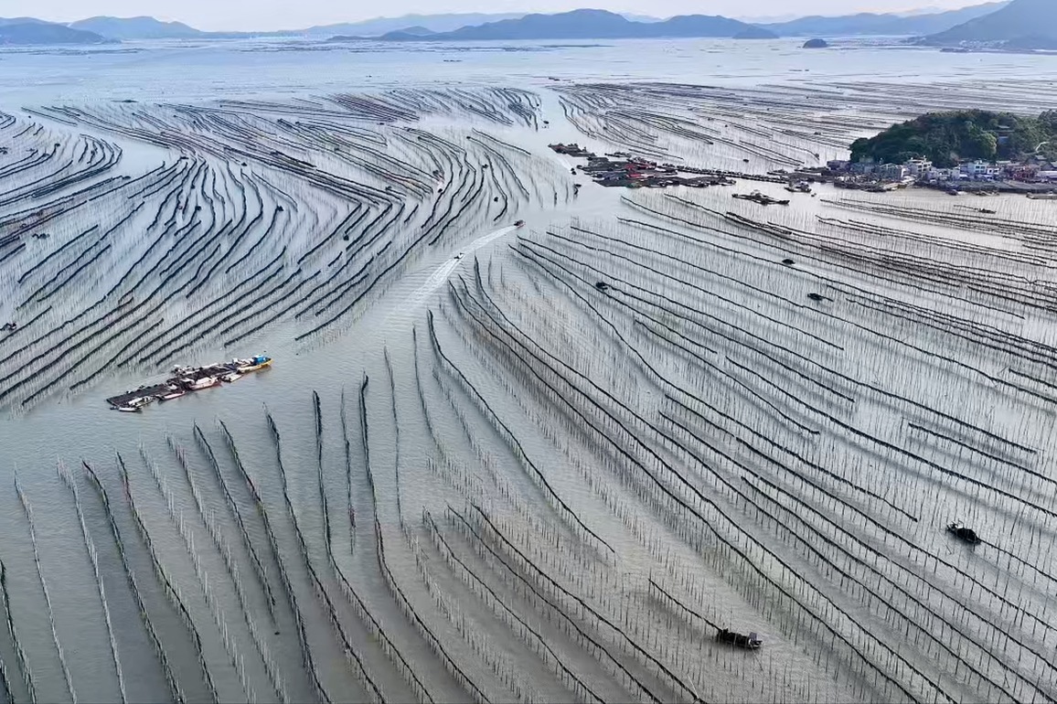 (FujianPano) CHINA-FUJIAN-XIAPU-KELP CULTIVATION-HARVEST (CN)