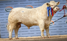 Charolais, Simmental and Blonde bulls set new records at Carlisle