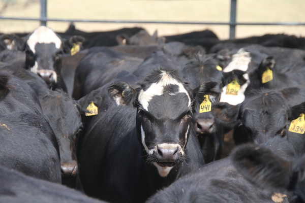 Trigg's MD predicts tripling of resources