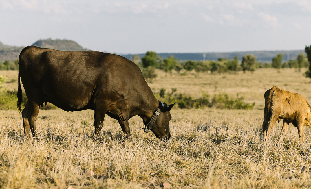 Halter has been granted a license for its virtual fencing technology to be used in Victoria.