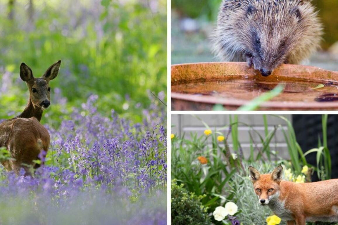 RSPCA warning to prevent 'distressing' wildlife incidents