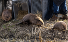 'Nature's engineers': Nattergal launches first beaver-created biodiversity credits