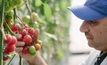 Better tasting tomatoes from Australian plant breeder