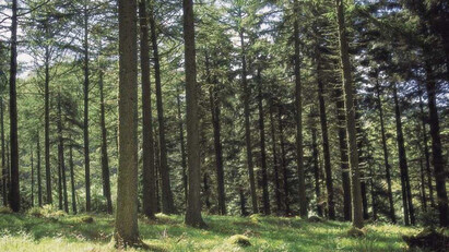 Carbon neutral versus carbon negative - what is the difference? 