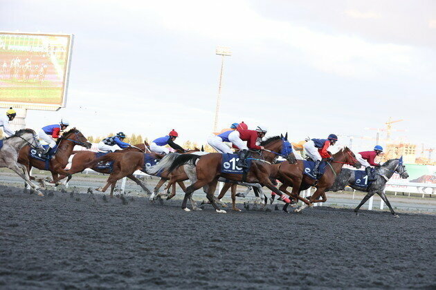 16 horses compete for prestigious UAE President's Cup for Purebred Arabian Horses in Kazan