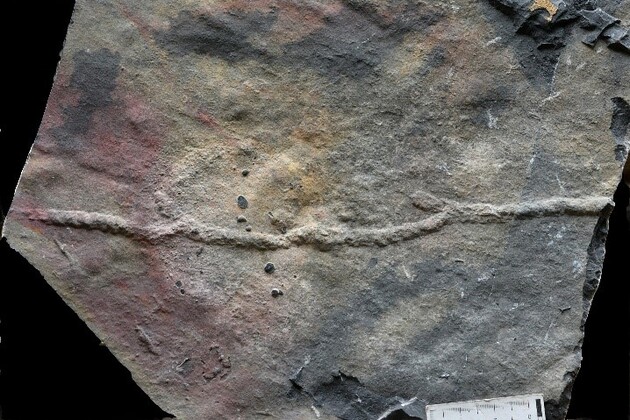 New study pushes back origin of complex animal behavior by almost 10 mln years