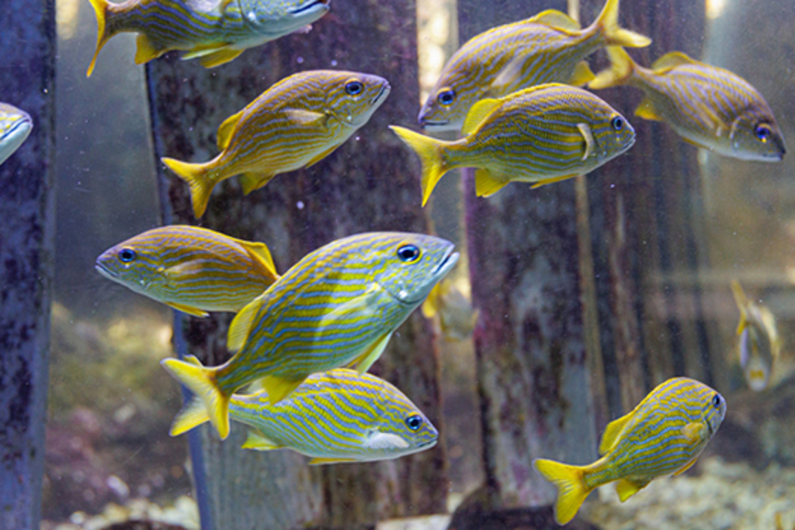 Photos &amp; Video- BZS &amp; BAMZ World Ocean Day