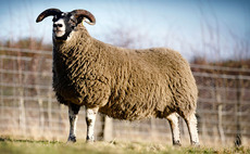 Blackface females top at 10,000gns at Lanark