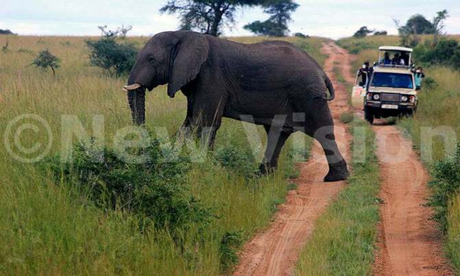 Elephants attack village, kill one Elephants attack village, kill one