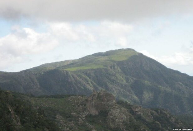 Coffee and Conservation: Mozambique Tries Both on a Mountain