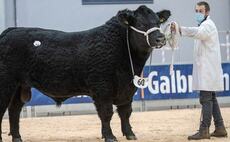 High of 15,000gns for Aberdeen-Angus bulls at Stirling