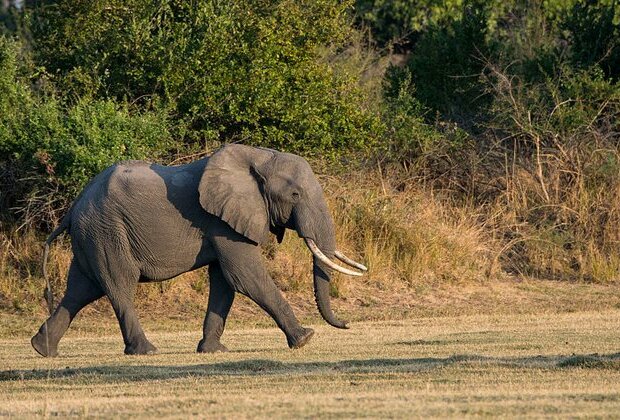 US tourist killed in attack by elephant