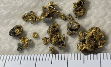  Visible gold from Mulga Bill