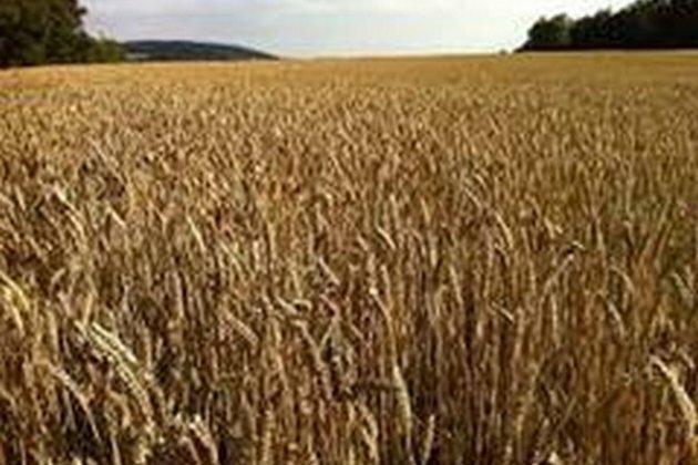 Pakistan govt decides to import 4 metric tons of wheat