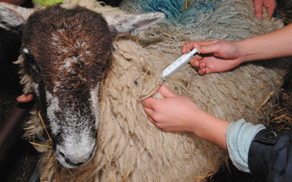 Bluetongue 'soul destroying' for farmers and vets