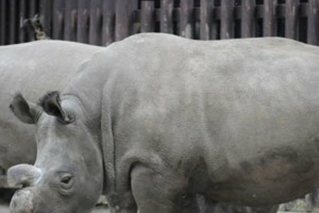 Kenyan scientists harvest eggs to save northern white rhinos