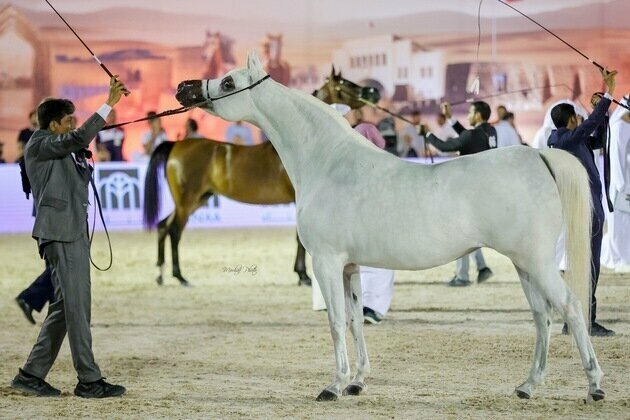 Bahrain to host second edition of Emirates Arabian Horse Global Cup