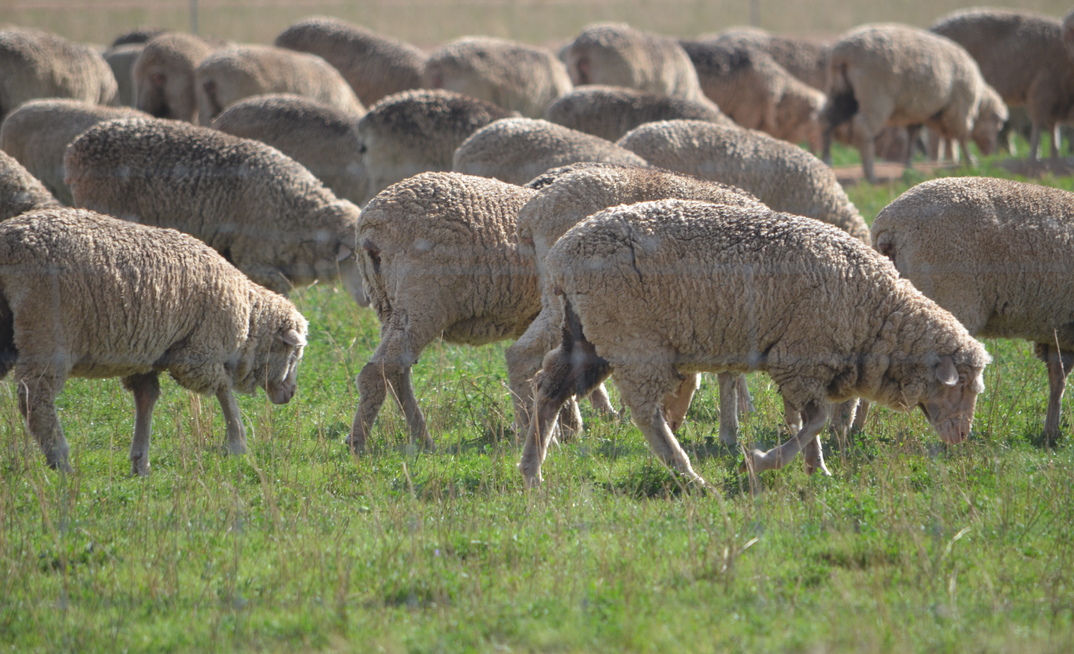 Agriculture Victoria is asking graziers to be cautious of running stock on perennial pastures following a proploned dry spell. 