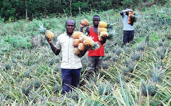 Kabiito (akulembedde) n’abakozi nga bava okukungula ennaanansi. Kabiito (akulembedde) n’abakozi nga bava okukungula ennaanansi.