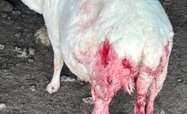 'Touch and go' if sheep will survive dog attack
