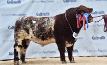 Stirling Bull Sales: Backmuir Vodka breaks Beef Shorthorn record