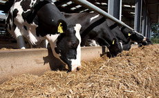 Farmer concerned for missing cow's welfare after livestock worrying incident