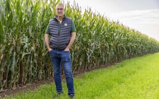Early maize harvest likely as crops forge ahead