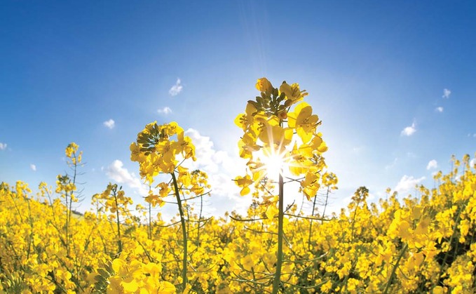 What a short flowering period might mean for oilseed rape yields