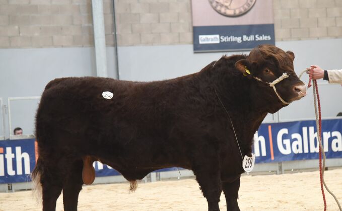 Sale leader, Finlarg Boss from Hazel and Robert McNee, Dundee, which sold for 14,000gns to Ridland, Orkney.