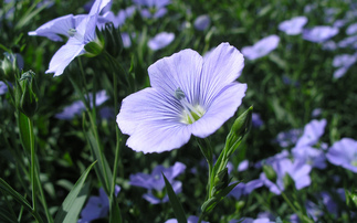 Is linseed the spring rotational reset crop?
