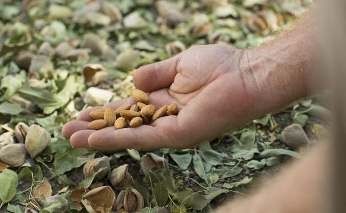 Olam Food Ingredients unveils almond sustainability goals