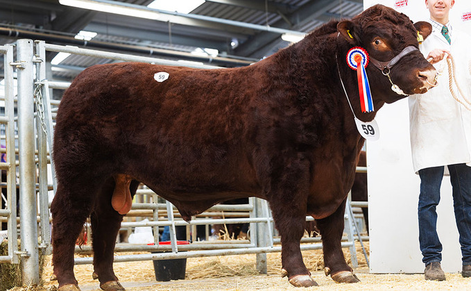 Champion tops Melton Mowbray multi-breed sale