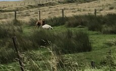 Dog caught attacking sheep on West Yorkshire farm