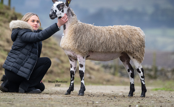 Bluefaced Leicesters to £11,000 at Hawes