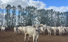 Behind the scenes of a Brazilian beef finishing unit