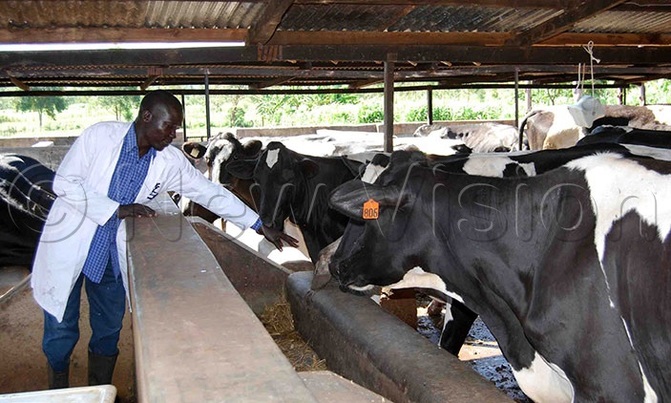 Duku makes millions from dairy farming Duku makes millions from dairy farming
