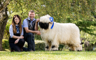 New record at Valais Blacknose Beauties sale