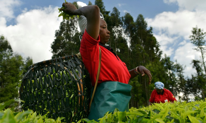 Kenya tea producers turn over a new leaf as prices stumble Kenya tea producers turn over a new leaf as prices stumble