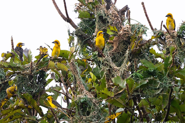 "Human effort, tech can do wonders in nature conservation": PM Modi lauds Kaziranga bird census in which AI tech discovers 43 species