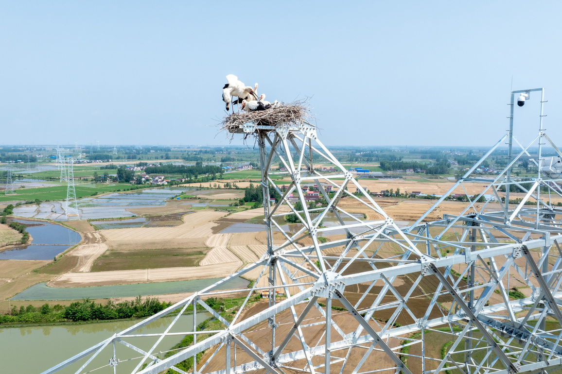 (EcoChina)CHINA-ANHUI-ORIENTAL WHITE STORKS-PROTECTION (CN)