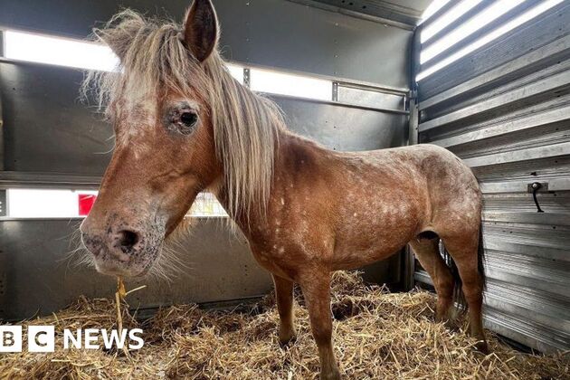 Two missing New Forest Shetland ponies found ater UK-wide search