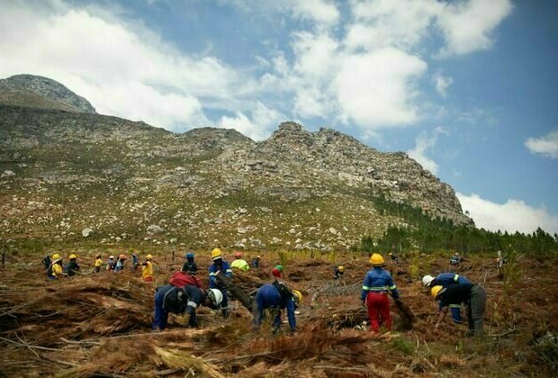 South Africa's famous fynbos must be preserved - but burning invasive plants on site isn't the best strategy