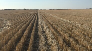 Agriculture Victoria says feeding sheep on cereal straw requires a cautious approach, especially post-lactation.