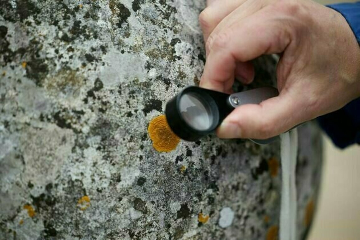 How lichens are bringing stone to life and reconnecting us with the natural world