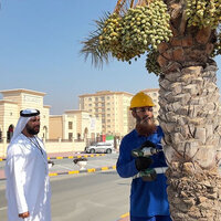 Dibba Al Hisn launches palm tree inventory project