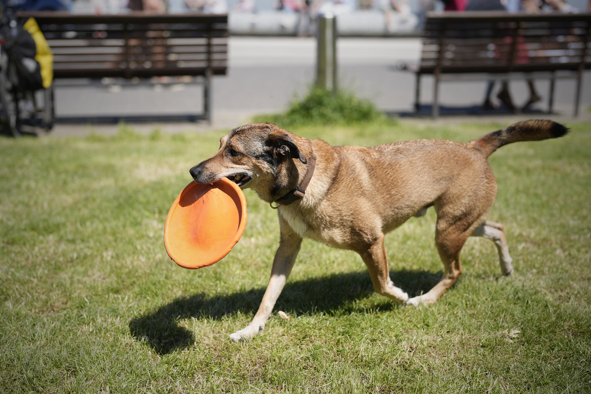 POLAND-WARSAW-WARSAW PETS DAY