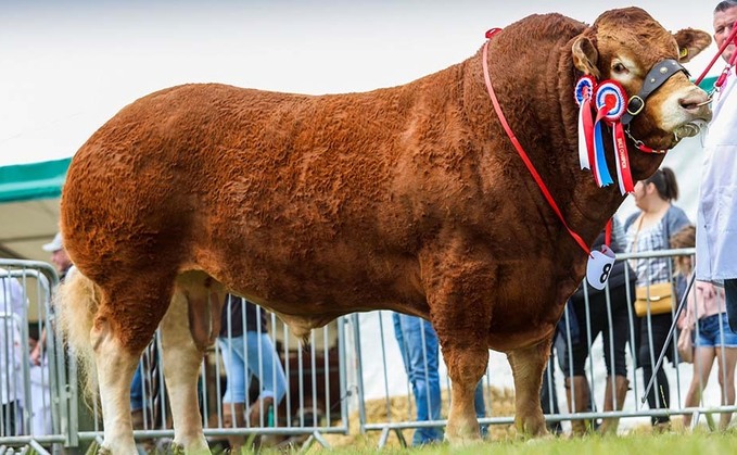 Limousin bull awarded top honours in Northumberland beef judging